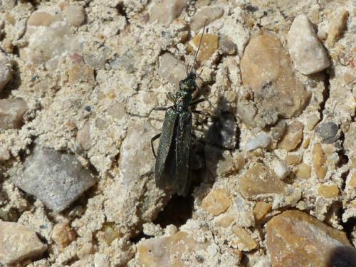 Réf. 140 119 : Oedemera sp.