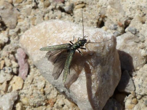 Réf. 140 120 : Oedemera sp.