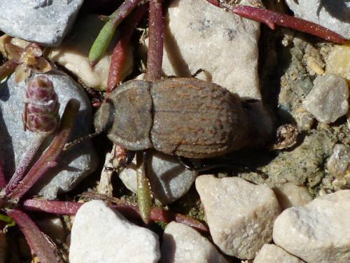 Asida sp.