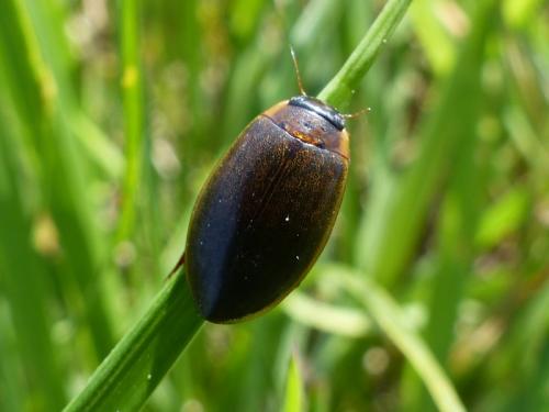 Réf. 140 031 : Rhantus suturalis