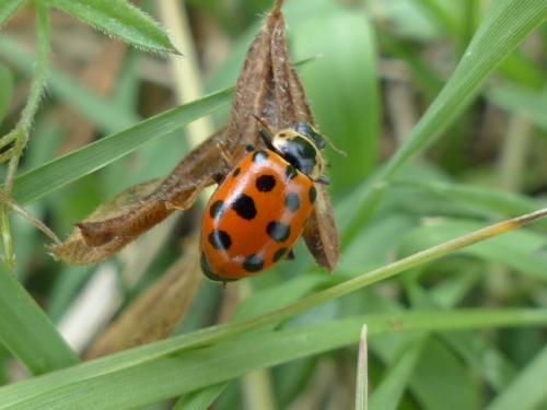 Réf. 140 029 : Hippodamia tredecimpunctata