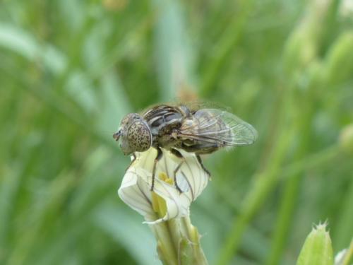 Réf. 140 402 : Eristalinus sepulchralis