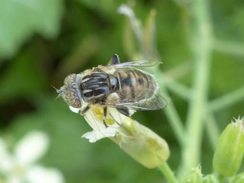Eristalinus sepulchralis