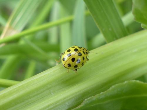 Psyllobora vigintiduopunctata
