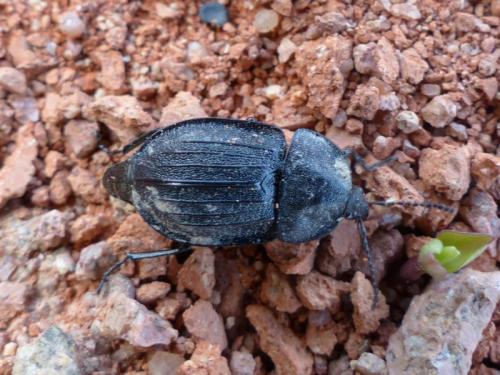 Phosphuga atrata