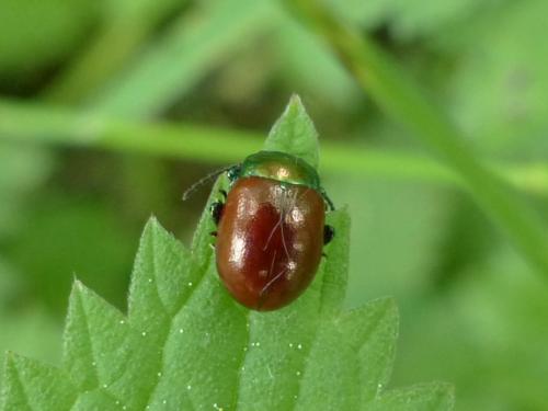Chrysolina polita