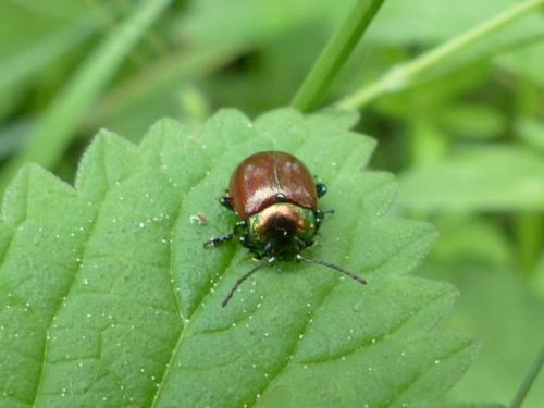 Chrysolina polita