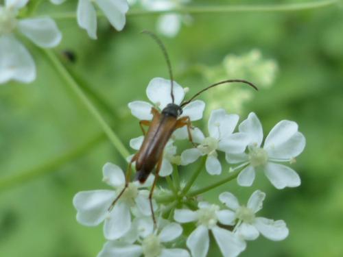 Alosterna tabacicolor
