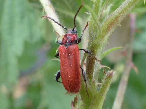 Pyrrhidium sanguineum