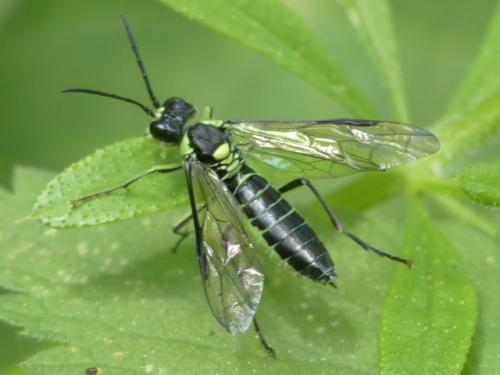 Tenthredo (mesomela)