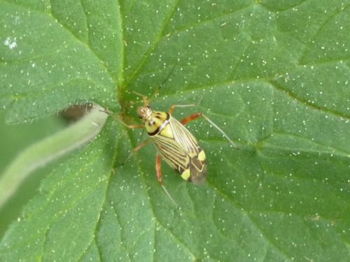 Rhabdomiris striatellus