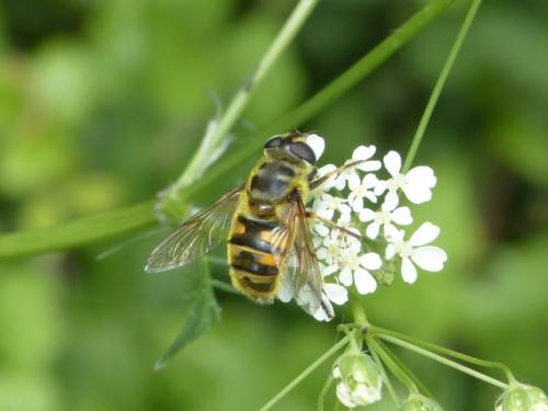 Myathropa florea