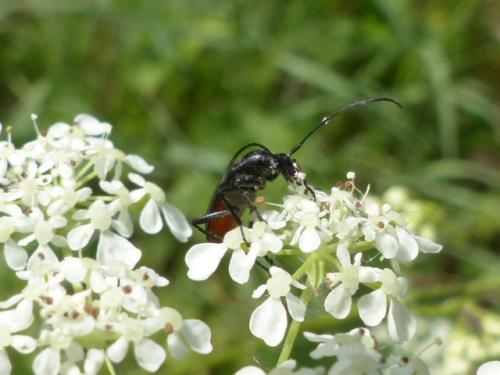 Rutpela nigra