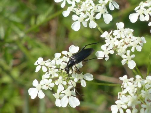 Rutpela nigra