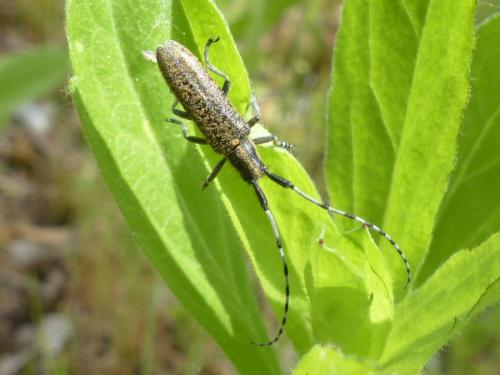 Agapanthia villosoviridescens