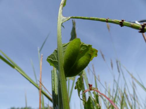 Lycaena sp.