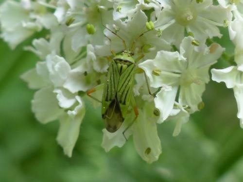 Réf. 140 468 : Mermitelocerus schmidtii