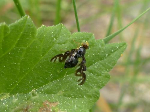 Euleia heraclei