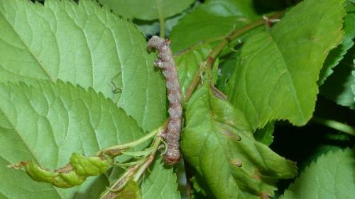 Colotois pennaria