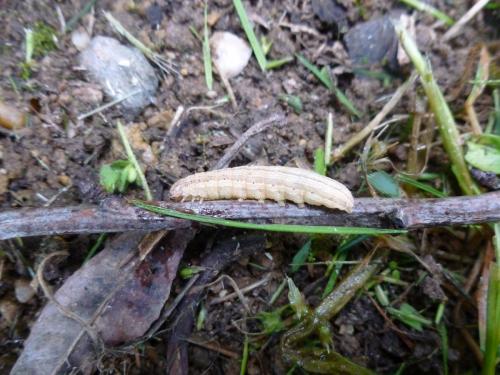 Réf. 140 236 : Mythimna sp.
