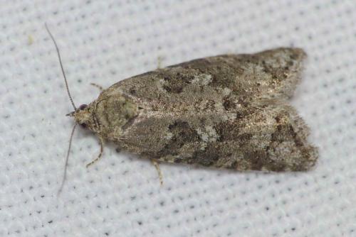 Réf. 140 592 : Cnephasia sp.