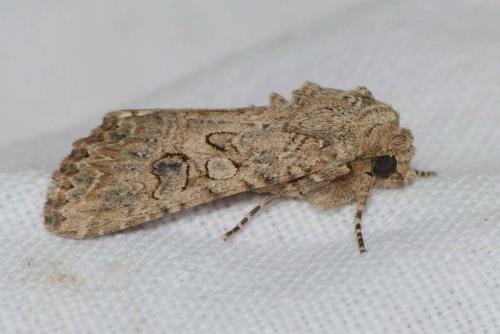 Réf. 140 869 : Anarta trifolii