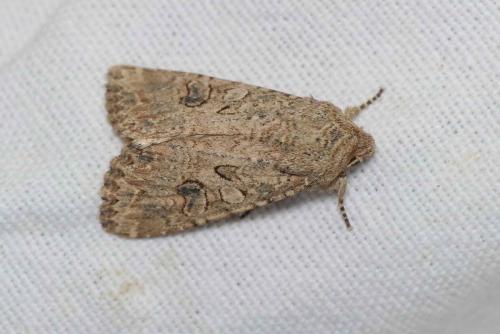 Réf. 140 919 : Anarta trifolii