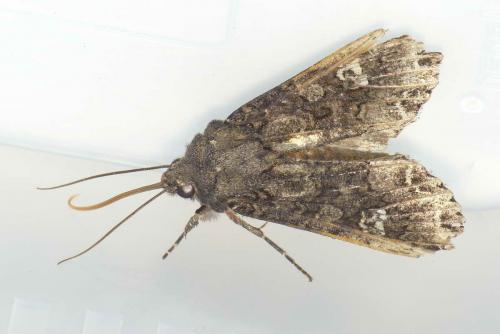 Réf. 140 412 : Mamestra brassicae
