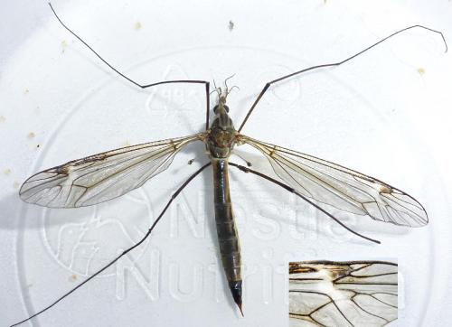 Réf. 140 019 : Tipula selene