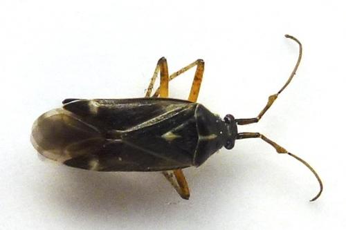 Réf. 140 378 : Harpocera thoracica