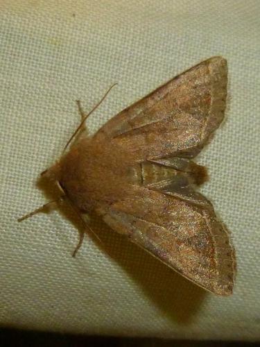 Réf. 140 542 : Orthosia cerasi