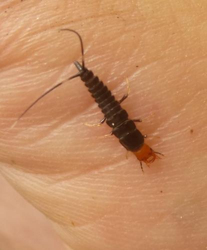Réf. 140 622 : Chlaenius sp.