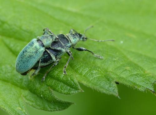 Réf. 140 989 : Phyllobius pomaceus