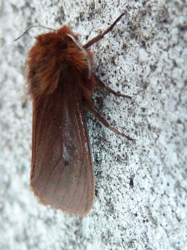 Réf. 140 390 : Phragmatobia fuliginosa