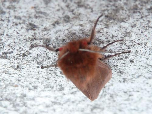 Phragmatobia fuliginosa