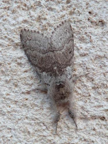Réf. 140 714 : Calliteara pudibunda