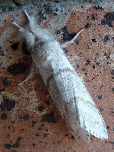 Réf. 140 713 : Calliteara pudibunda