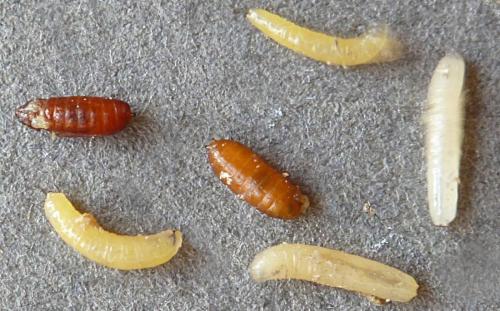 Réf. 140 879 : Phytomyza gymnostoma