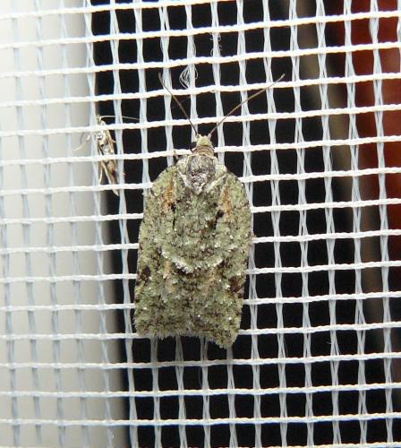 Acleris literana
