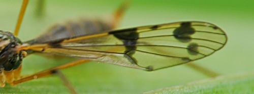 Ptychoptera lacustris