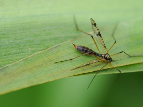 Ptychoptera lacustris