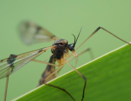 Ptychoptera lacustris