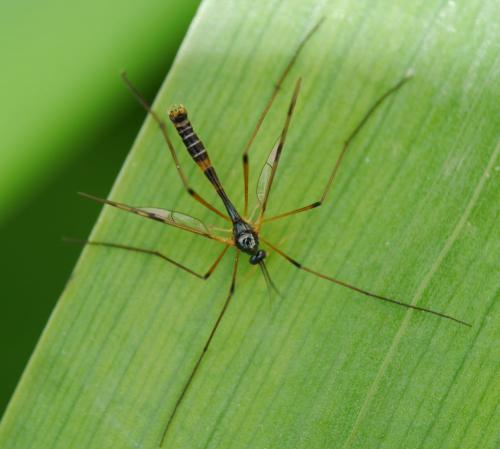 Réf. 140 341 : Ptychoptera lacustris