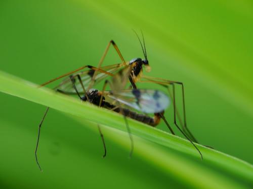 Ptychoptera lacustris