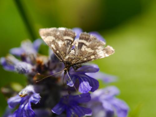 Réf. 140 337 : Pyrausta purpuralis