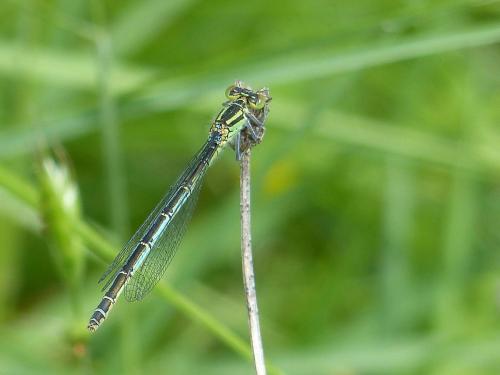 Erythromma lindenii