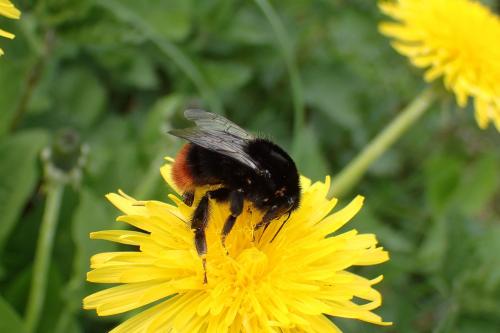Bombus sp.
