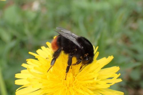 Bombus sp.