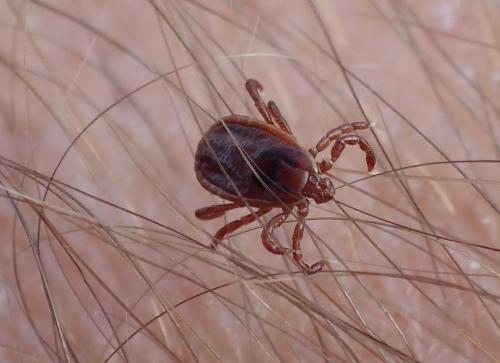 Haemaphysalis punctata