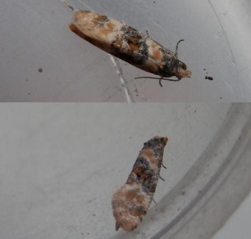 Cochylis nana